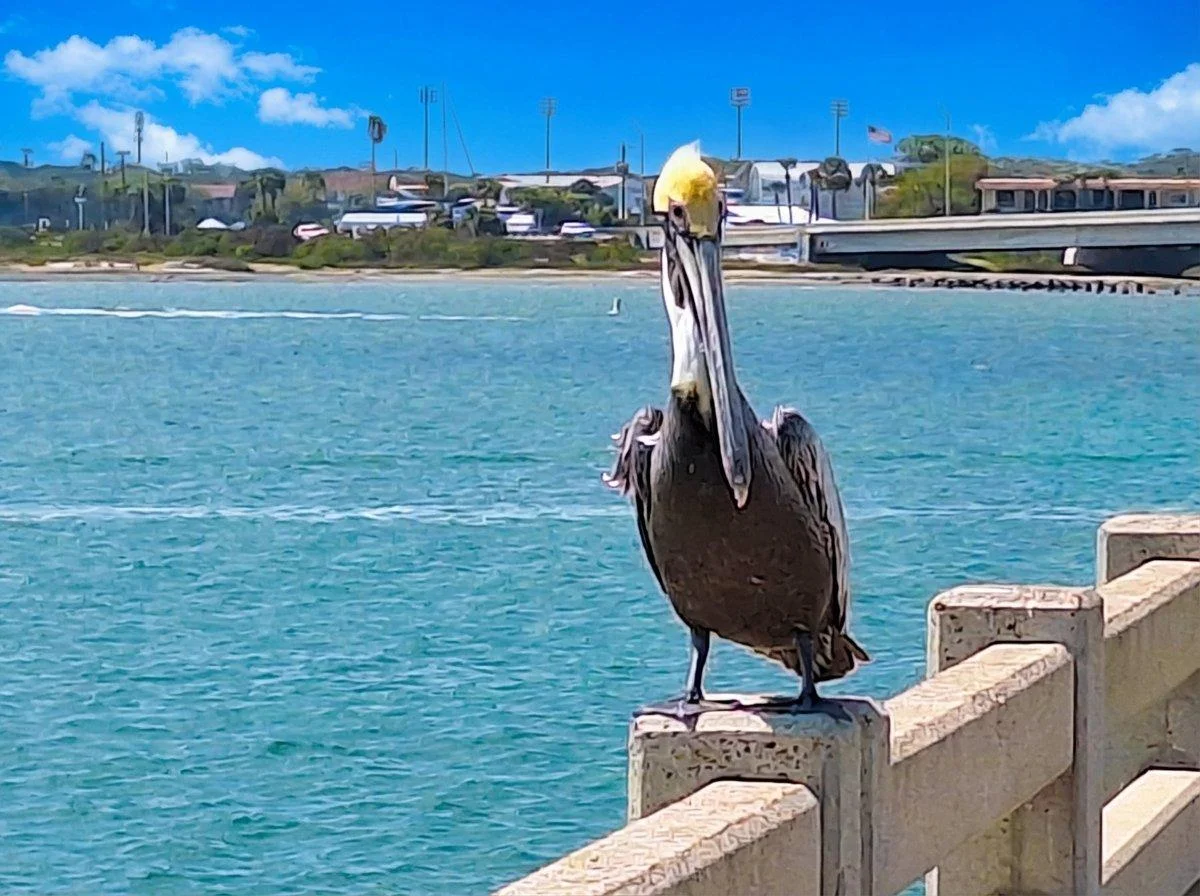 Brown pelican on the Vilano Beach fishing pier near St. Augustine FL